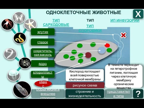 ОДНОКЛЕТОЧНЫЕ ЖИВОТНЫЕ ТИП ИНФУЗОРИИ ТИП ЖГУТИКОНОСЦЫ ТИП САРКОДОВЫЕ Х ТИП СПОРОВИКИ