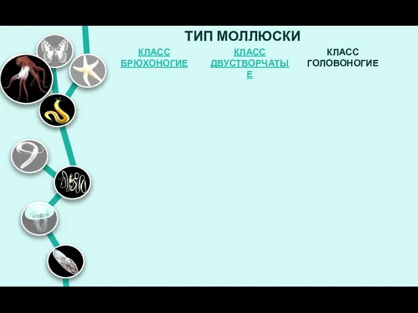 ТИП МОЛЛЮСКИ КЛАСС ГОЛОВОНОГИЕ КЛАСС ДВУСТВОРЧАТЫЕ КЛАСС БРЮХОНОГИЕ