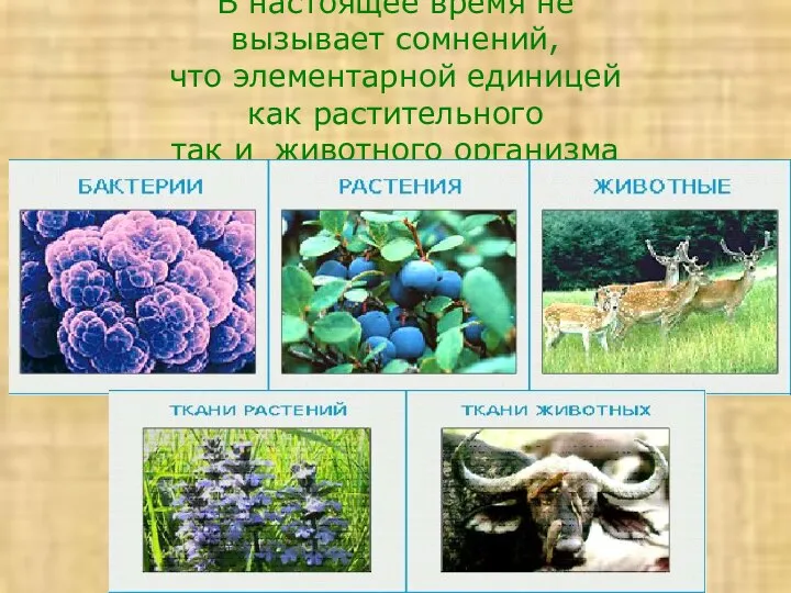 В настоящее время не вызывает сомнений, что элементарной единицей как растительного