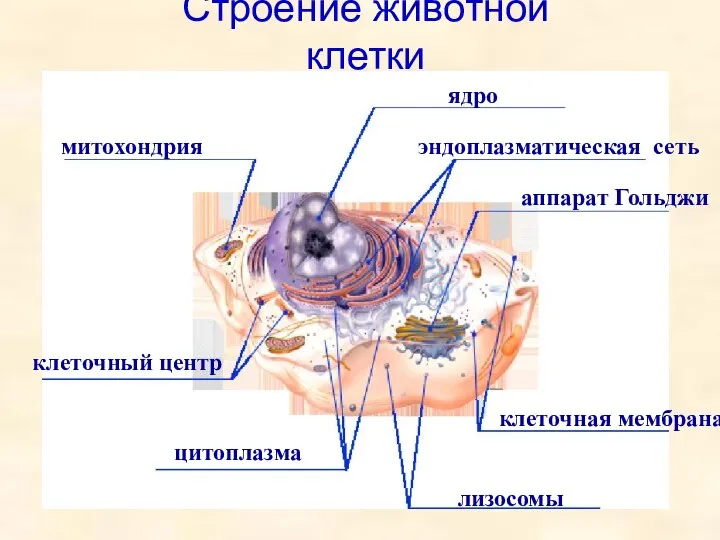 митохондрия ядро аппарат Гольджи цитоплазма лизосомы эндоплазматическая сеть клеточный центр клеточная мембрана Строение животной клетки