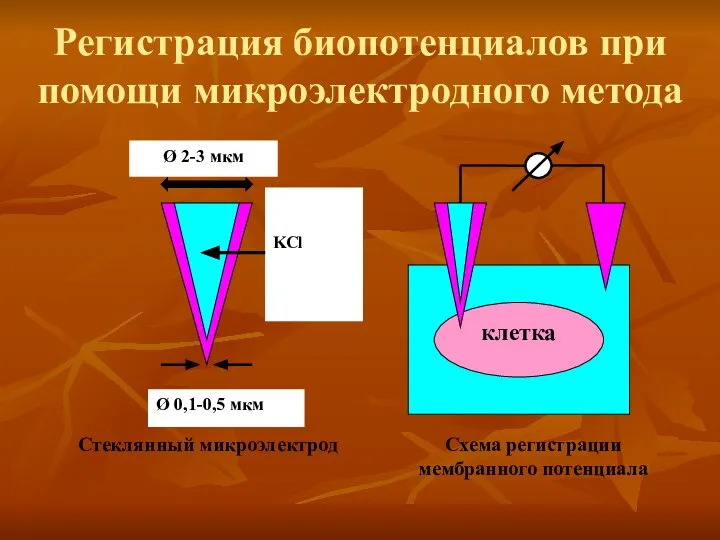 Регистрация биопотенциалов при помощи микроэлектродного метода Стеклянный микроэлектрод Схема регистрации мембранного потенциала