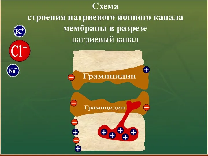 Схема строения натриевого ионного канала мембраны в разрезе натриевый канал Грамицидин Грамицидин