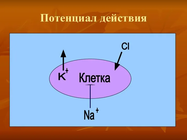 Потенциал действия