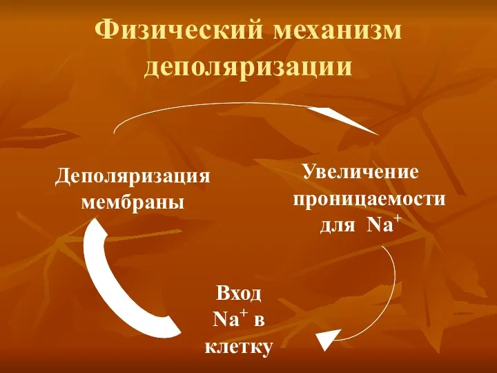 Физический механизм деполяризации Увеличение проницаемости для Na+ Вход Na+ в клетку Деполяризация мембраны