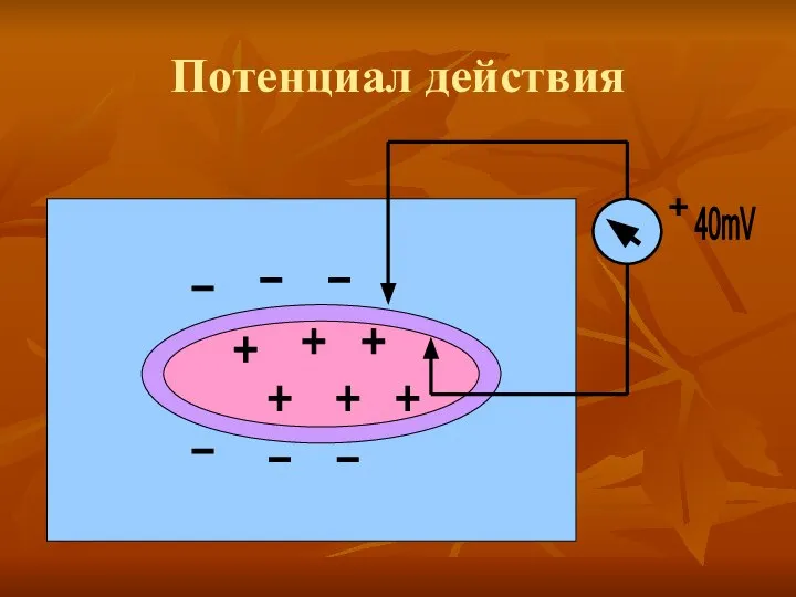 Потенциал действия