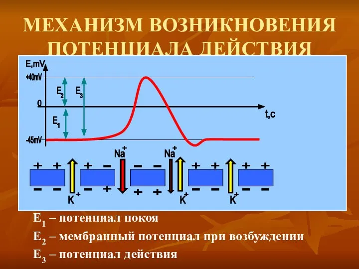 МЕХАНИЗМ ВОЗНИКНОВЕНИЯ ПОТЕНЦИАЛА ДЕЙСТВИЯ Е1 – потенциал покоя Е2 – мембранный