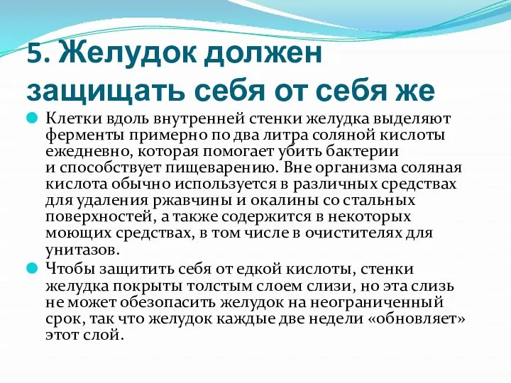 5. Желудок должен защищать себя от себя же Клетки вдоль внутренней