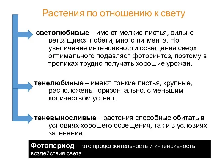 Растения по отношению к свету светолюбивые – имеют мелкие листья, сильно