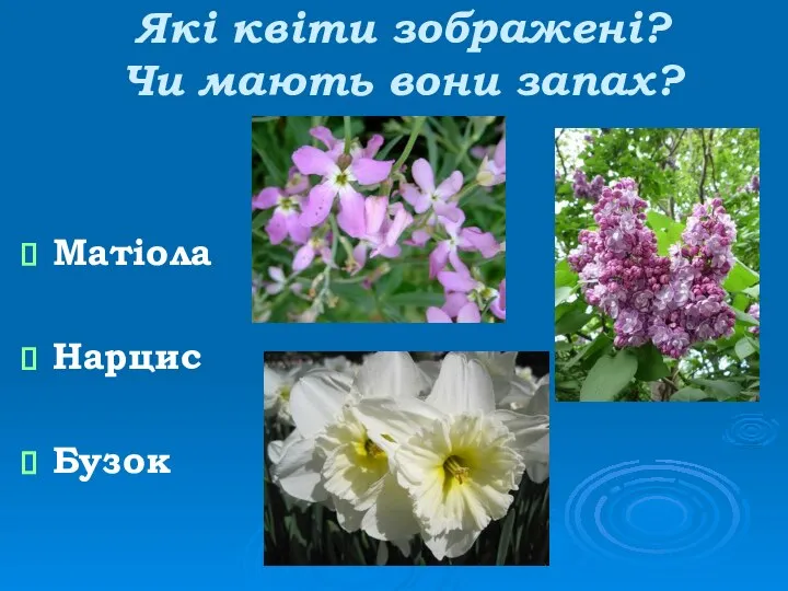 Які квіти зображені? Чи мають вони запах? Матіола Нарцис Бузок