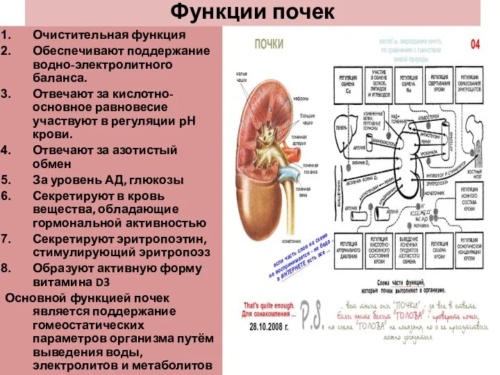 Функции почек Очистительная функция Обеспечивают поддержание водно-электролитного баланса. Отвечают за кислотно-основное