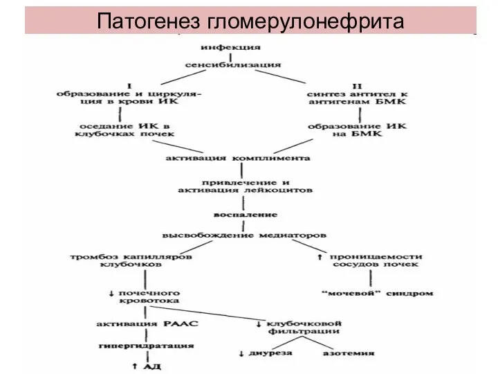 Патогенез гломерулонефрита