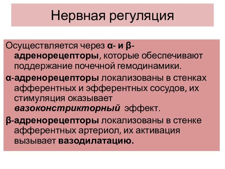 Нервная регуляция Осуществляется через α- и β-адренорецепторы, которые обеспечивают поддержание почечной