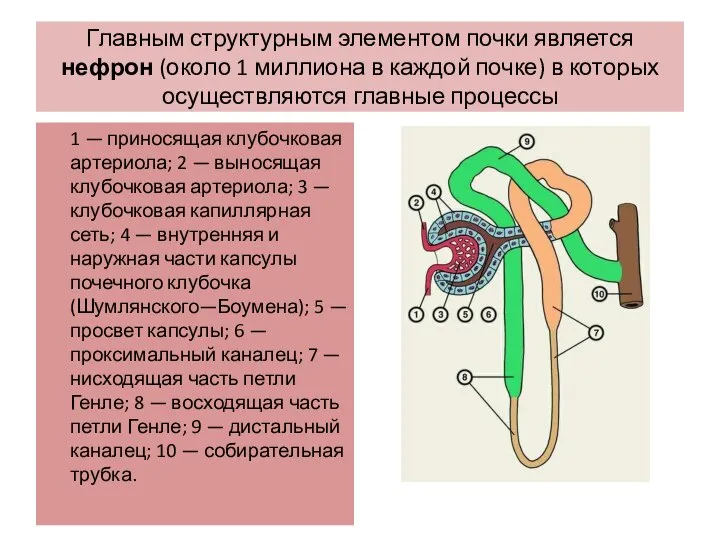 Главным структурным элементом почки является нефрон (около 1 миллиона в каждой
