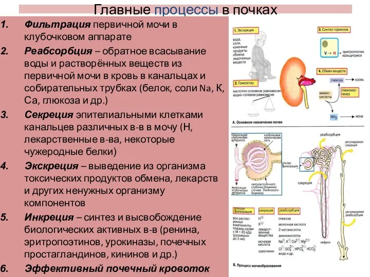 Главные процессы в почках Фильтрация первичной мочи в клубочковом аппарате Реабсорбция