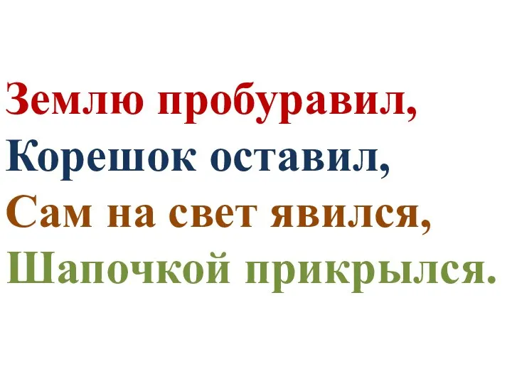 Землю пробуравил, Корешок оставил, Сам на свет явился, Шапочкой прикрылся.