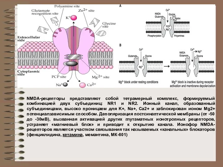 NMDA-рецепторы представляют собой тетрамерный комплекс, формируемый комбинацией двух субъединиц: NR1 и
