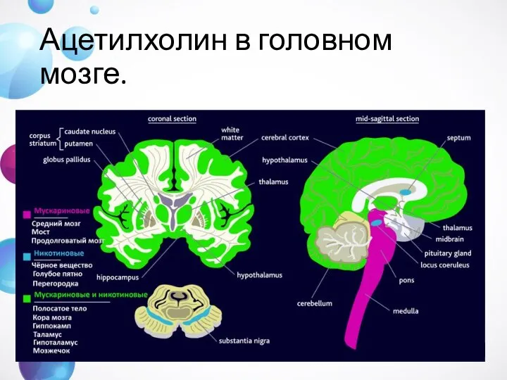 Ацетилхолин в головном мозге.