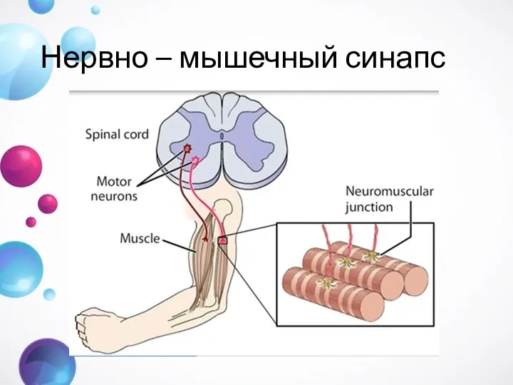 Нервно – мышечный синапс