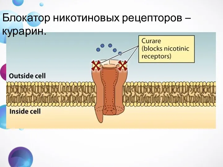 Блокатор никотиновых рецепторов –курарин.