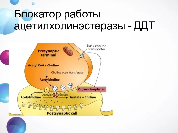 Блокатор работы ацетилхолинэстеразы - ДДТ