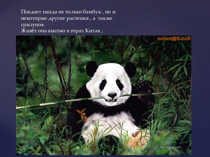 Поедает панда не только бамбук , но и некоторые другие растения