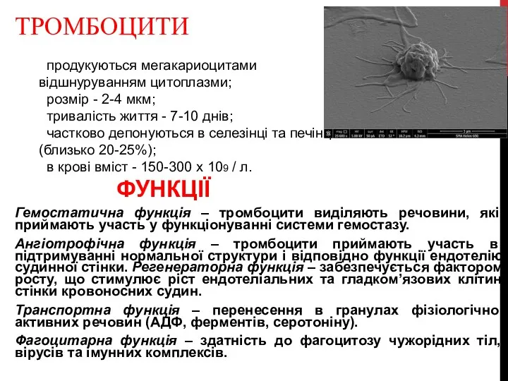 ТРОМБОЦИТИ ФУНКЦІЇ Гемостатична функція – тромбоцити виділяють речовини, які приймають участь