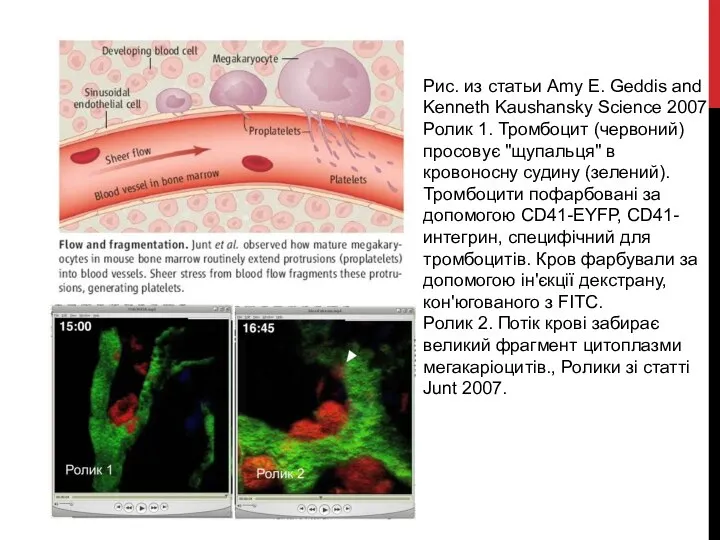 Рис. из статьи Amy E. Geddis and Kenneth Kaushansky Science 2007