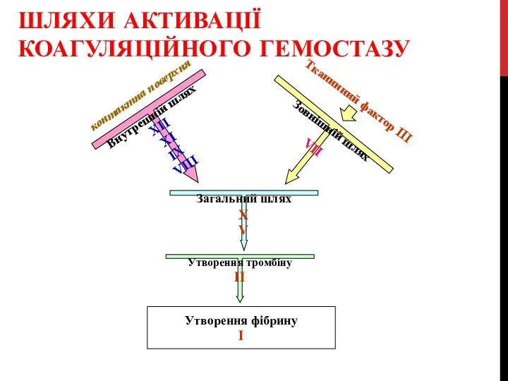 ШЛЯХИ АКТИВАЦІЇ КОАГУЛЯЦІЙНОГО ГЕМОСТАЗУ X V Утворення тромбіну II Утворення фібрину