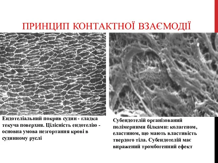 ПРИНЦИП КОНТАКТНОЇ ВЗАЄМОДІЇ Ендотеліальний покрив судин - гладка текуча поверхня. Цілісність