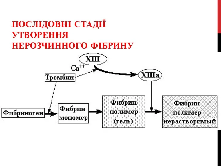 ПОСЛІДОВНІ СТАДІЇ УТВОРЕННЯ НЕРОЗЧИННОГО ФІБРИНУ