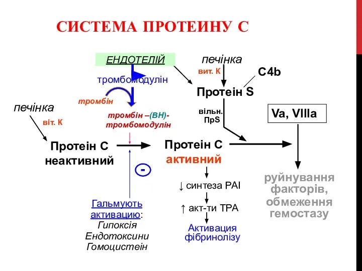 СИСТЕМА ПРОТЕИНУ С Протеін С неактивний Va, VIIIa руйнування факторів, обмеження