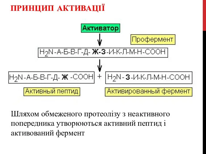 ПРИНЦИП АКТИВАЦІЇ Шляхом обмеженого протеолізу з неактивного попередника утворюються активний пептид і активований фермент