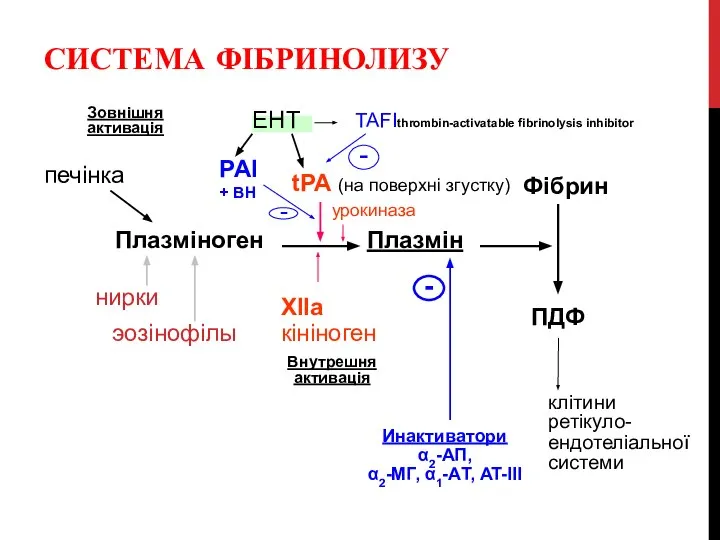 - СИСТЕМА ФІБРИНОЛИЗУ Плазміноген tPA (на поверхні згустку) XIIa кініноген Внутрешня