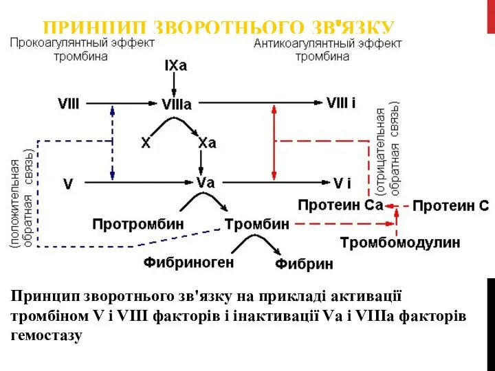 ПРИНЦИП ЗВОРОТНЬОГО ЗВ'ЯЗКУ Принцип зворотнього зв'язку на прикладі активації тромбіном V