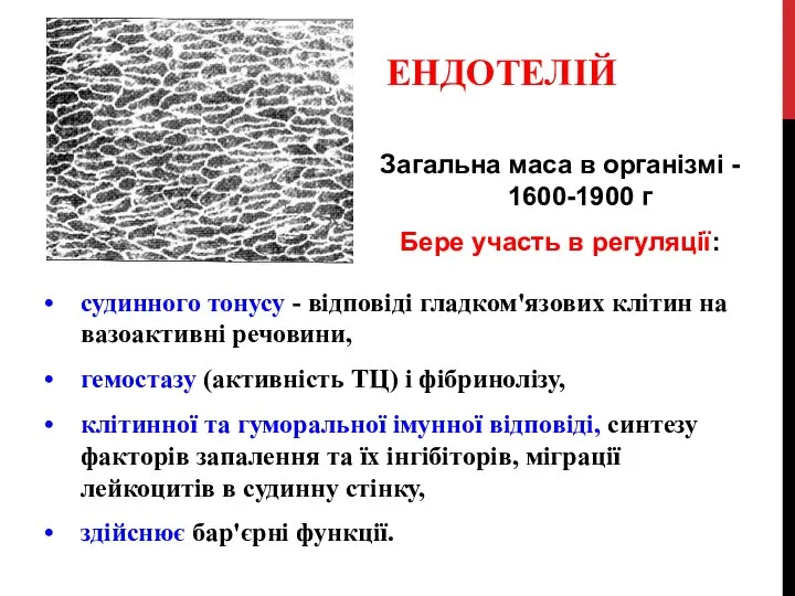 ЕНДОТЕЛІЙ судинного тонусу - відповіді гладком'язових клітин на вазоактивні речовини, гемостазу