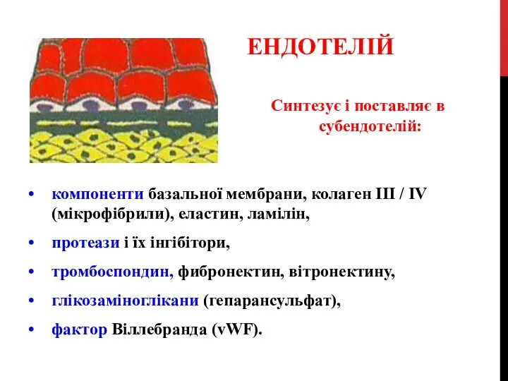 ЕНДОТЕЛІЙ компоненти базальної мембрани, колаген III / IV (мікрофібрили), еластин, ламілін,