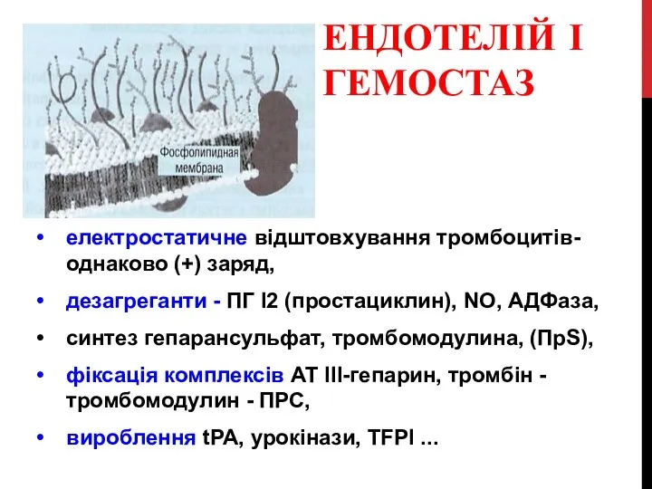 ЕНДОТЕЛІЙ І ГЕМОСТАЗ електростатичне відштовхування тромбоцитів-однаково (+) заряд, дезагреганти - ПГ