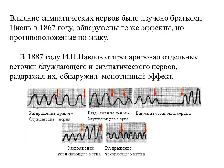 Влияние симпатических нервов было изучено братьями Ционь в 1867 году, обнаружены