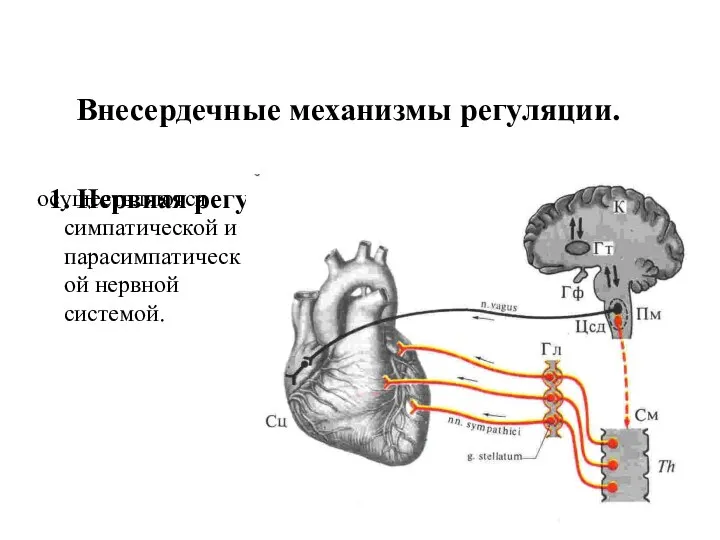Внесердечные механизмы регуляции. 1. Нервная регуляция сердечной деятельности осуществляются симпатической и парасимпатической нервной системой.