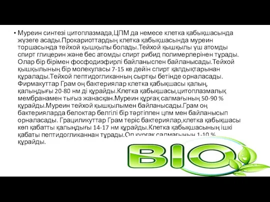 Муреин синтезі цитоплазмада,ЦПМ да немесе клетка қабықшасында жүзеге асады.Прокариоттардың клетка қабықшасында