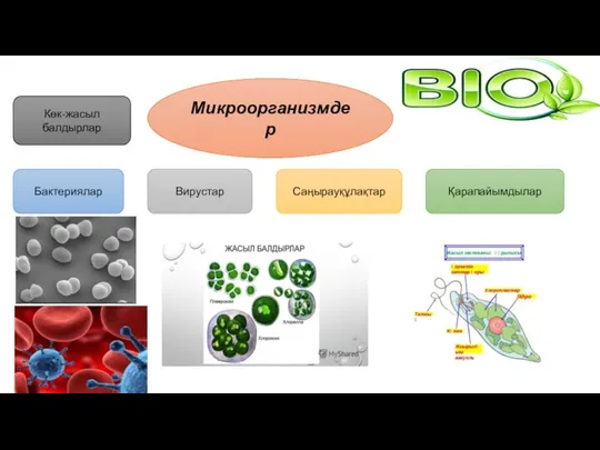 Микроорганизмдер Бактериялар Вирустар Саңырауқұлақтар Қарапайымдылар Көк-жасыл балдырлар