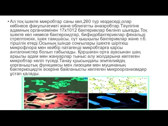 Ал тоқ ішекте микробтар саны көп,260 түр кездеседі,олар көбінесе факультативті және