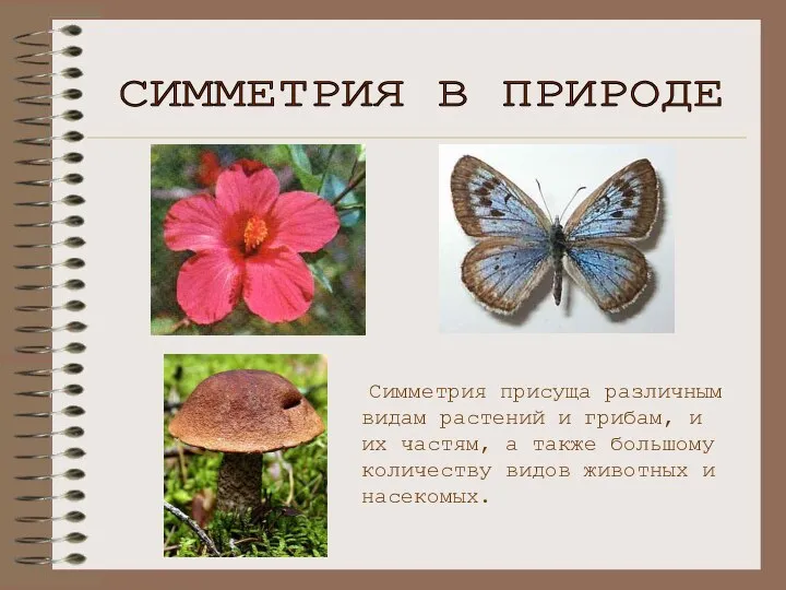 СИММЕТРИЯ В ПРИРОДЕ Симметрия присуща различным видам растений и грибам, и
