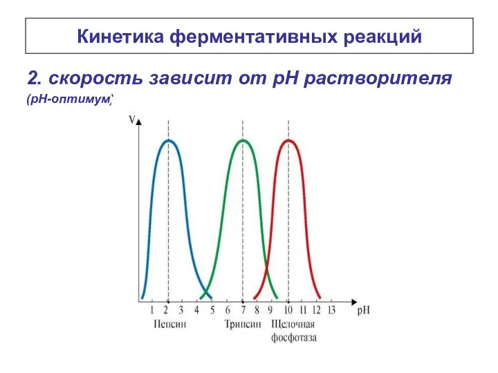 Кинетика ферментативных реакций 2. скорость зависит от рН растворителя (рН-оптимум)