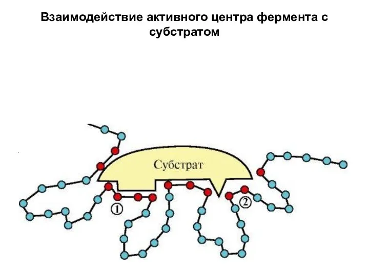 Взаимодействие активного центра фермента с субстратом