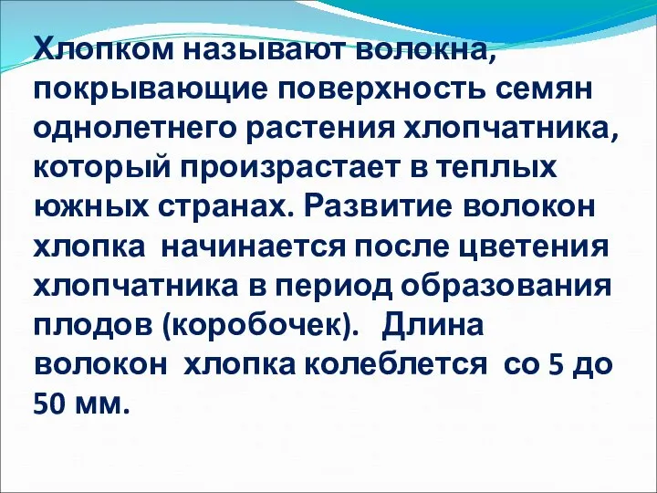 Хлопком называют волокна, покрывающие поверхность семян однолетнего растения хлопчатника, который произрастает