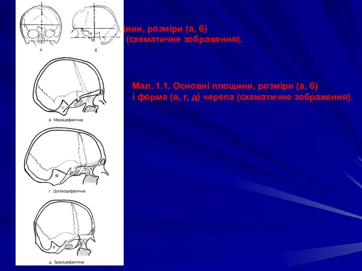 Мал. 1.1. Основні площини, розміри (а, б) і форма (в, г,