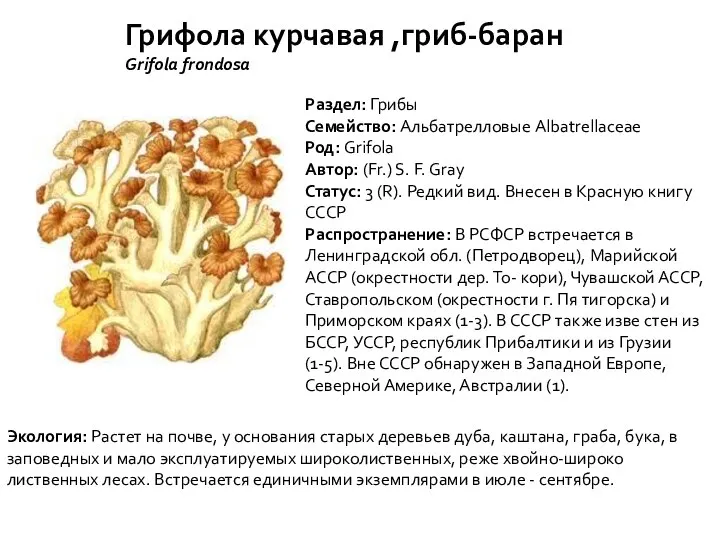 Грифола курчавая ,гриб-баран Grifola frondosa Раздел: Грибы Семейство: Альбатрелловые Albatrellaceae Род: