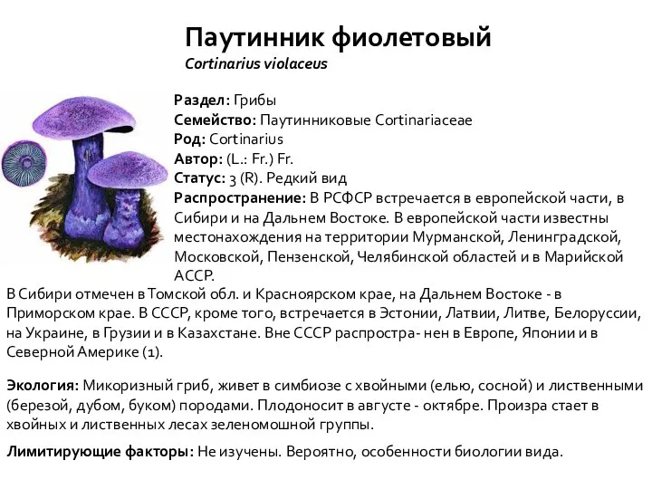 Паутинник фиолетовый Cortinarius violaceus Раздел: Грибы Семейство: Паутинниковые Cortinariaceae Род: Cortinarius