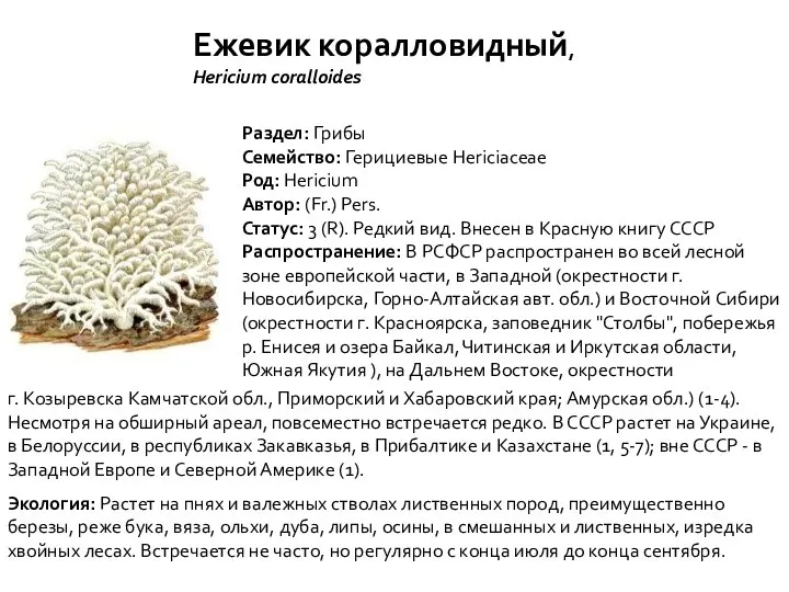 Ежевик коралловидный, Hericium coralloides Раздел: Грибы Семейство: Герициевые Hericiaceae Род: Hericium